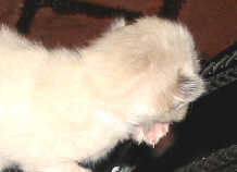 Click Here For Full Size Image